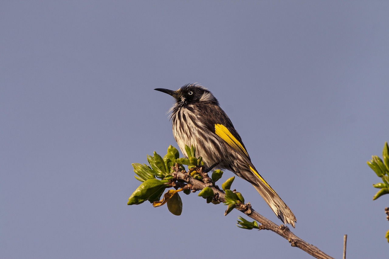 Bird, australian, nature — Advantages of a Digital Door Lock