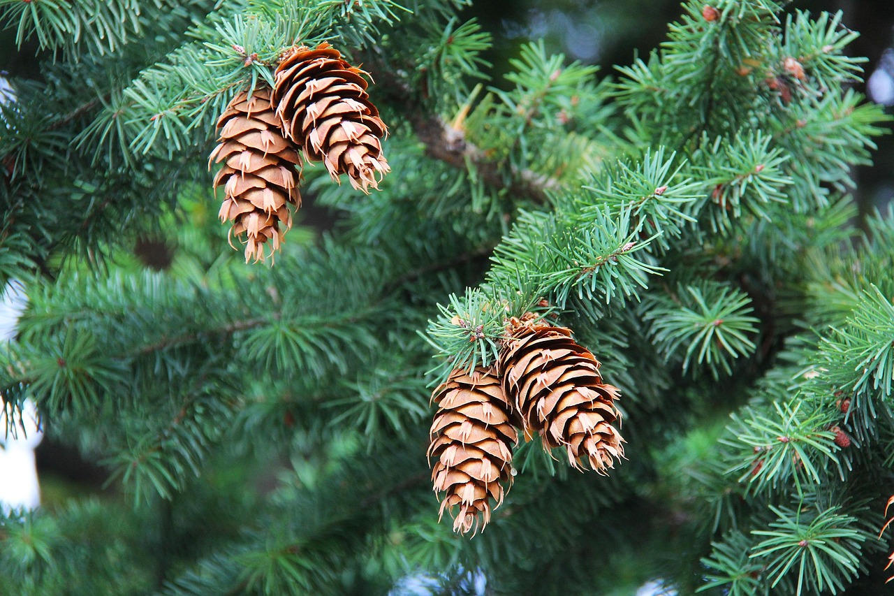 Pinecone, cones, tree — Enhance User Experience: The Ultimate Guide to Mobile App Microinteractions
