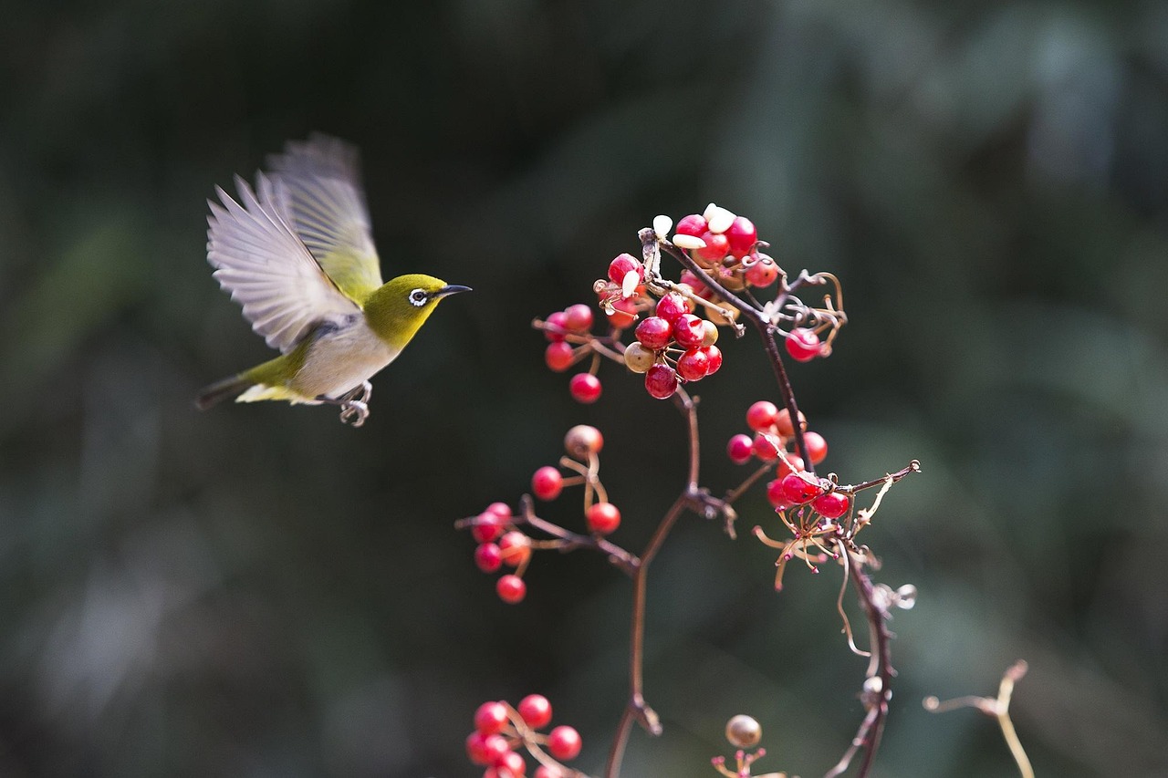 New, chickadee, fruit — Enjoy Potent Small-Bud Hybrids When You Buy Weed Online in Canada