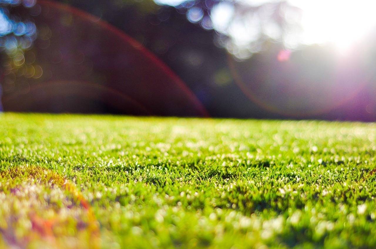 Brisbane, queensland, bright — How Can Your Dog Benefit from CBD Dog Treats?