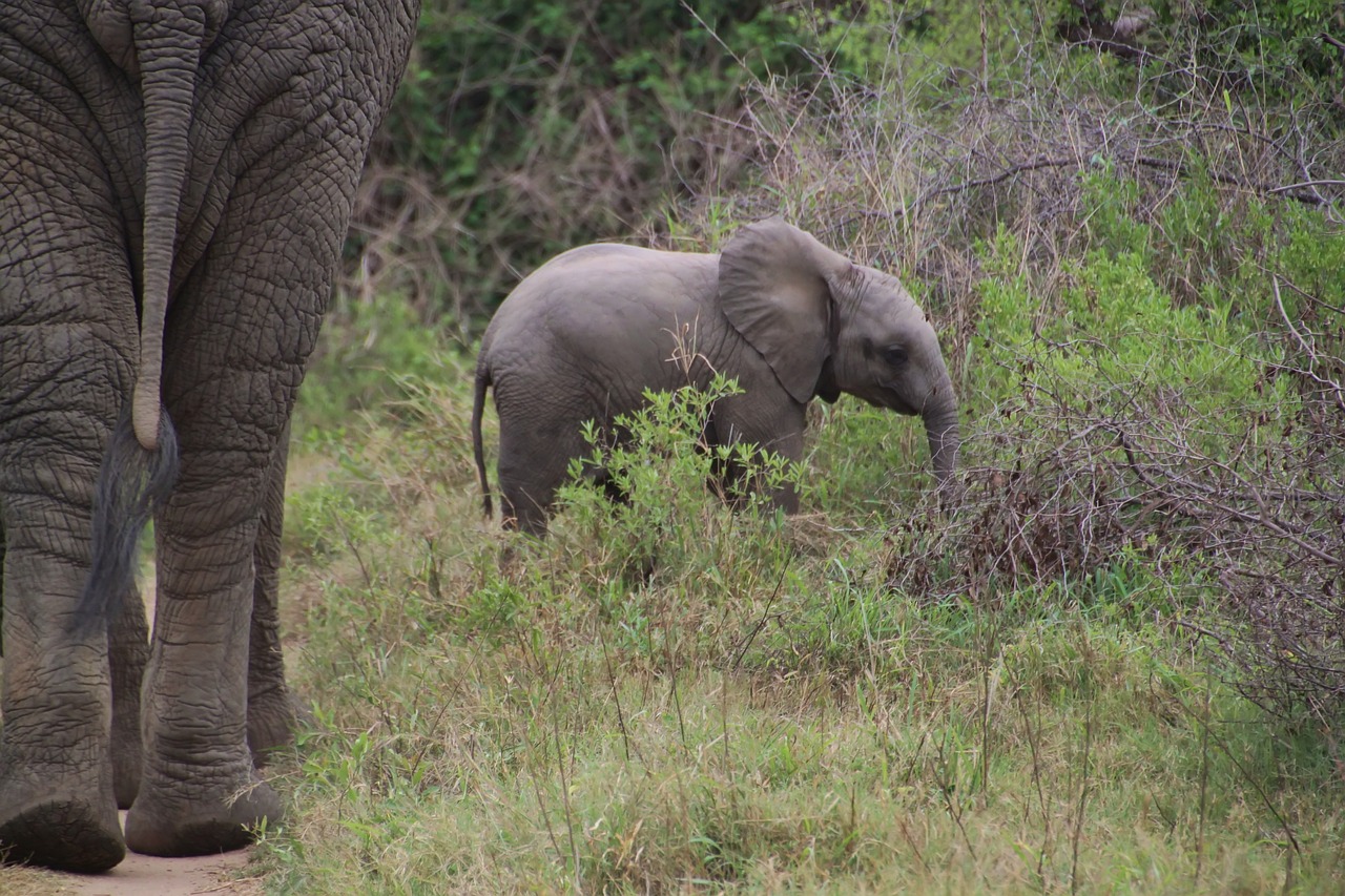 Elephant, african bush elephant, national park — How do bitcoin sessions differ from roulette gambling?