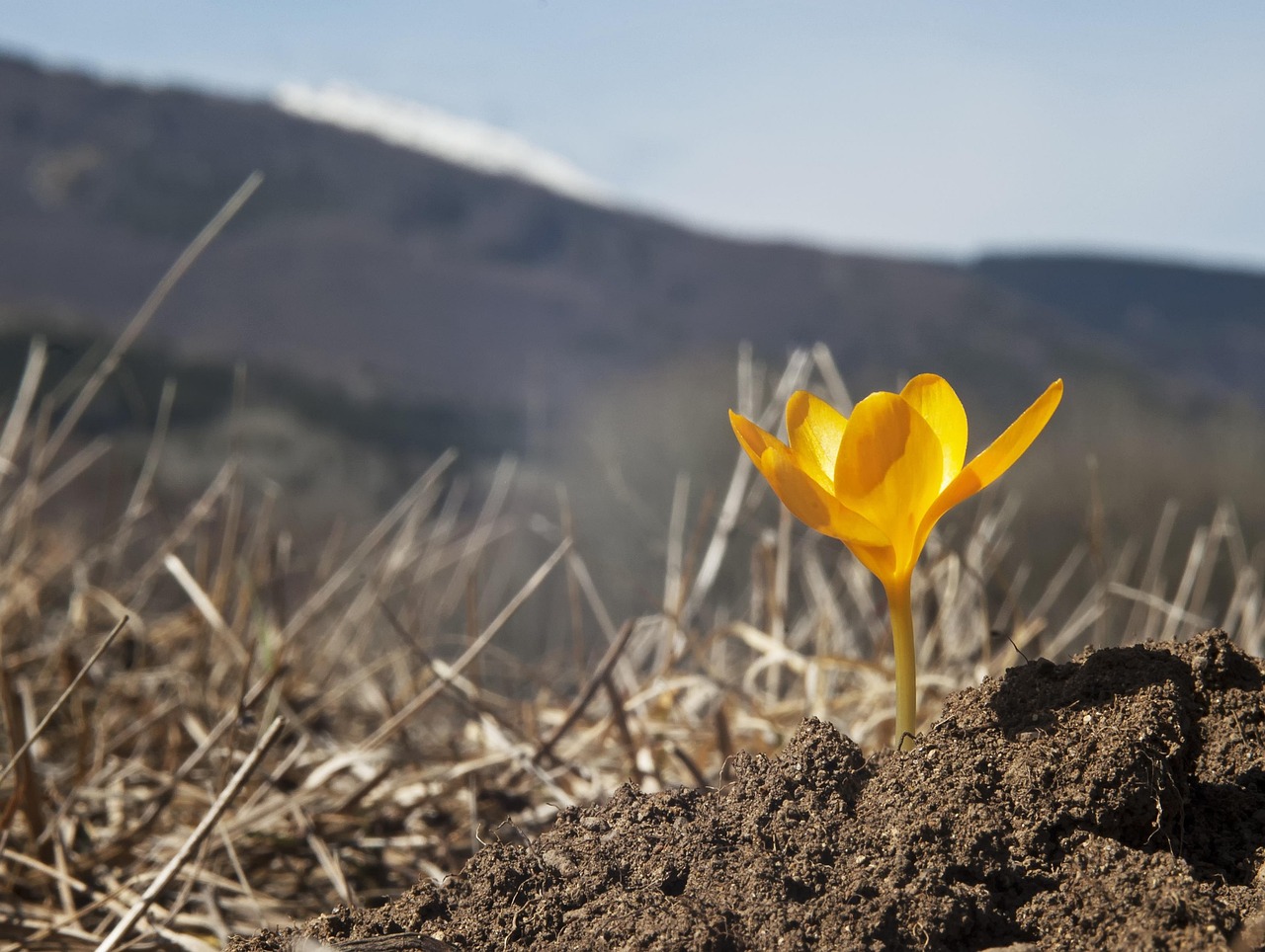 Spring flower, wild flower, first crocus — Five hidden Gmail features you should know