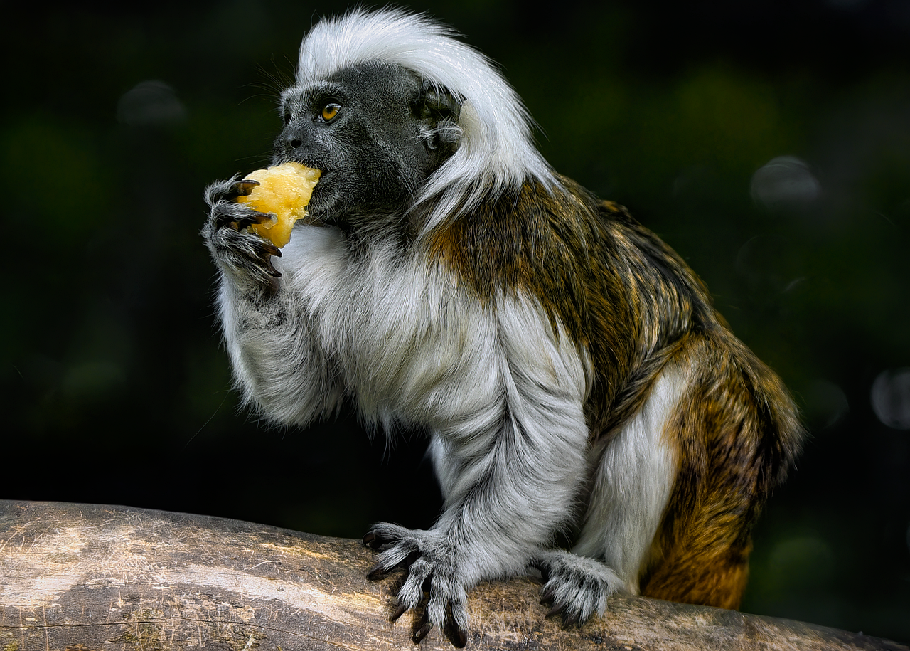 Tamarin, cotton-top tamarin, monkey — Unleash Your Creative Potential with Chalk Couture Designs